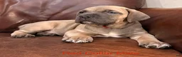 Cane Corso dogs for sale: Cane Corso Puppy Red Collar Male - Ad 6