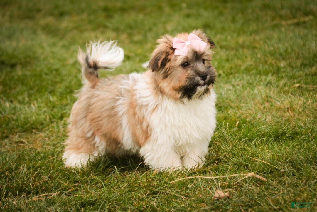 Havanese dogs for sale: Bella Rose - Ad 9