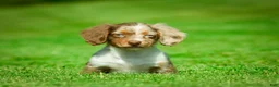 Miniature Dachshund dogs for sale: Easton - Ad 3