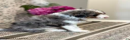 Mini Sheepadoodle dogs for sale: Amber - Ad 5