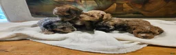 Mini Goldendoodle dogs for sale: Mini Goldendoodle 5 - Ad 6