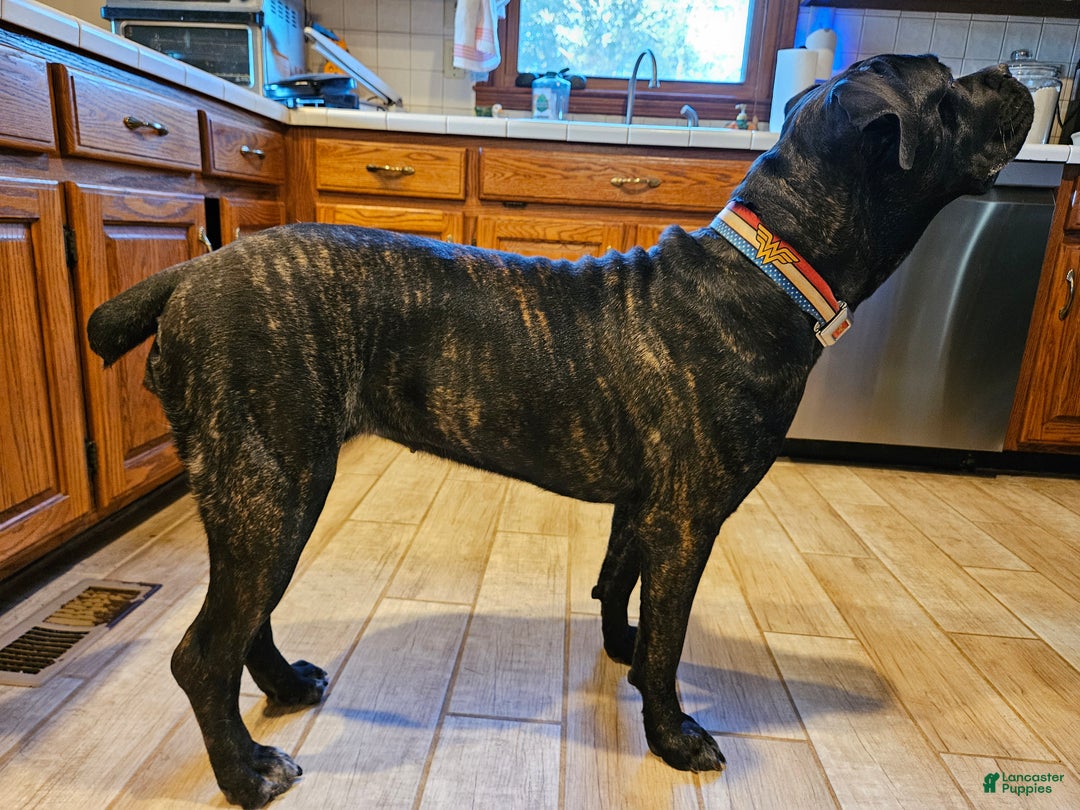 Cane Corso dogs for sale: Cane Corso Male Puppy Balthazar - Ad 2