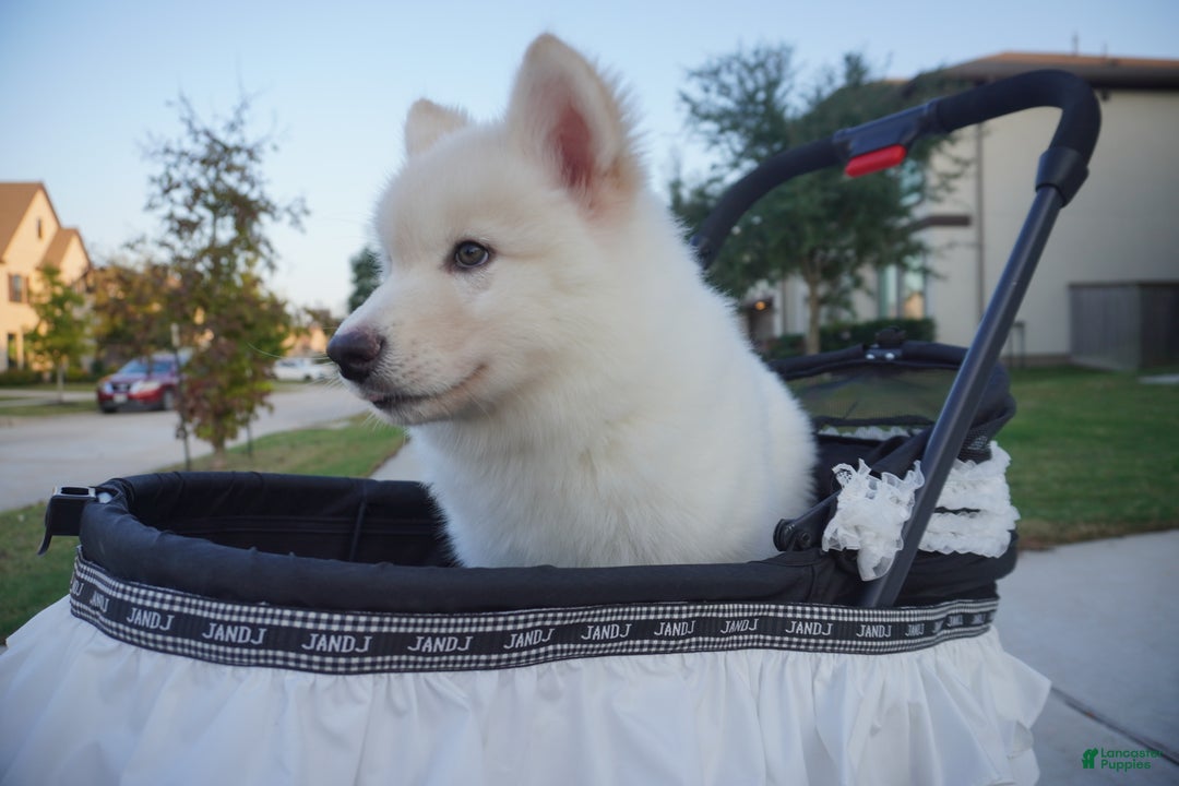 Alaskan Malamute dogs for sale: Xi Xi - Ad 10