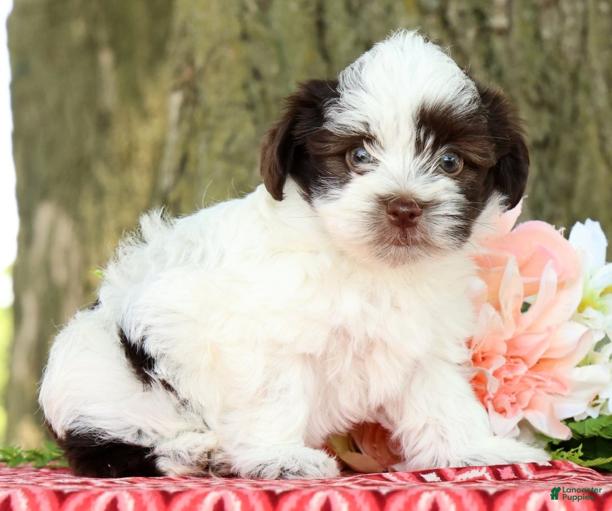 Havanese dogs for sale: Landon - Ad 4