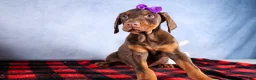 Doberman Pinscher dogs for sale: FANNIE - Ad 5