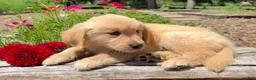 Golden Retriever dogs for sale: Max - Ad 7