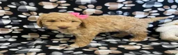 Goldendoodle dogs for sale: Molly- genetic clear parents - Ad 3