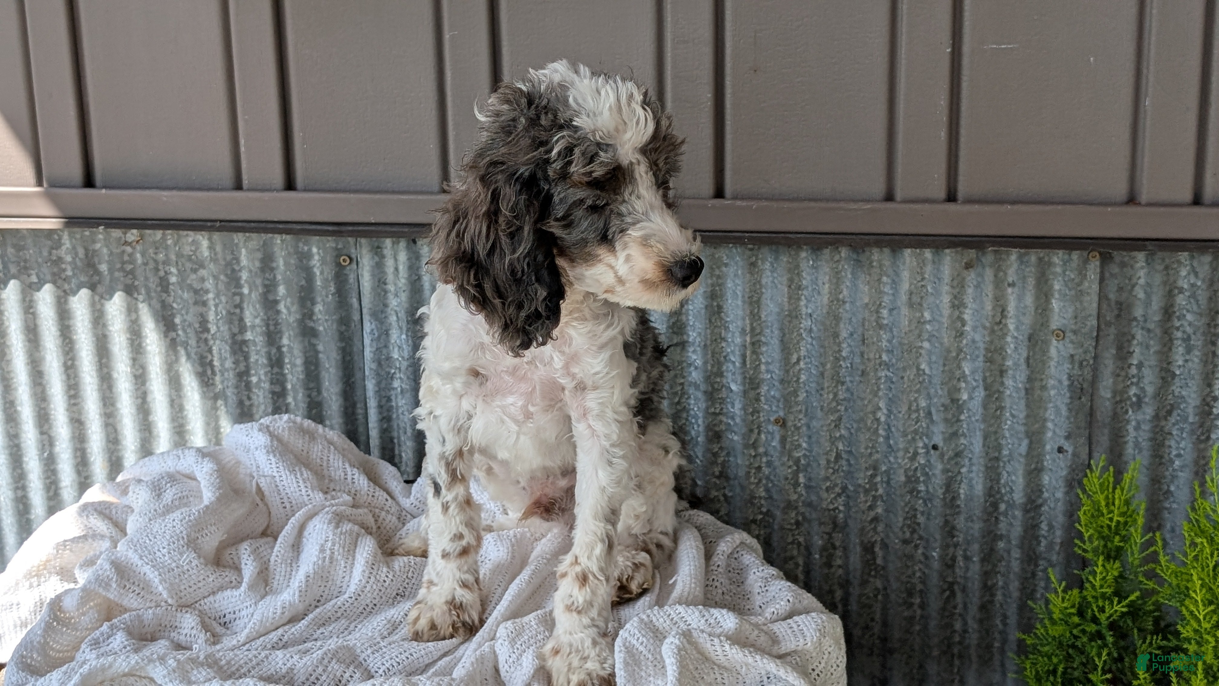 Cockapoo dogs Heath - Ad 2