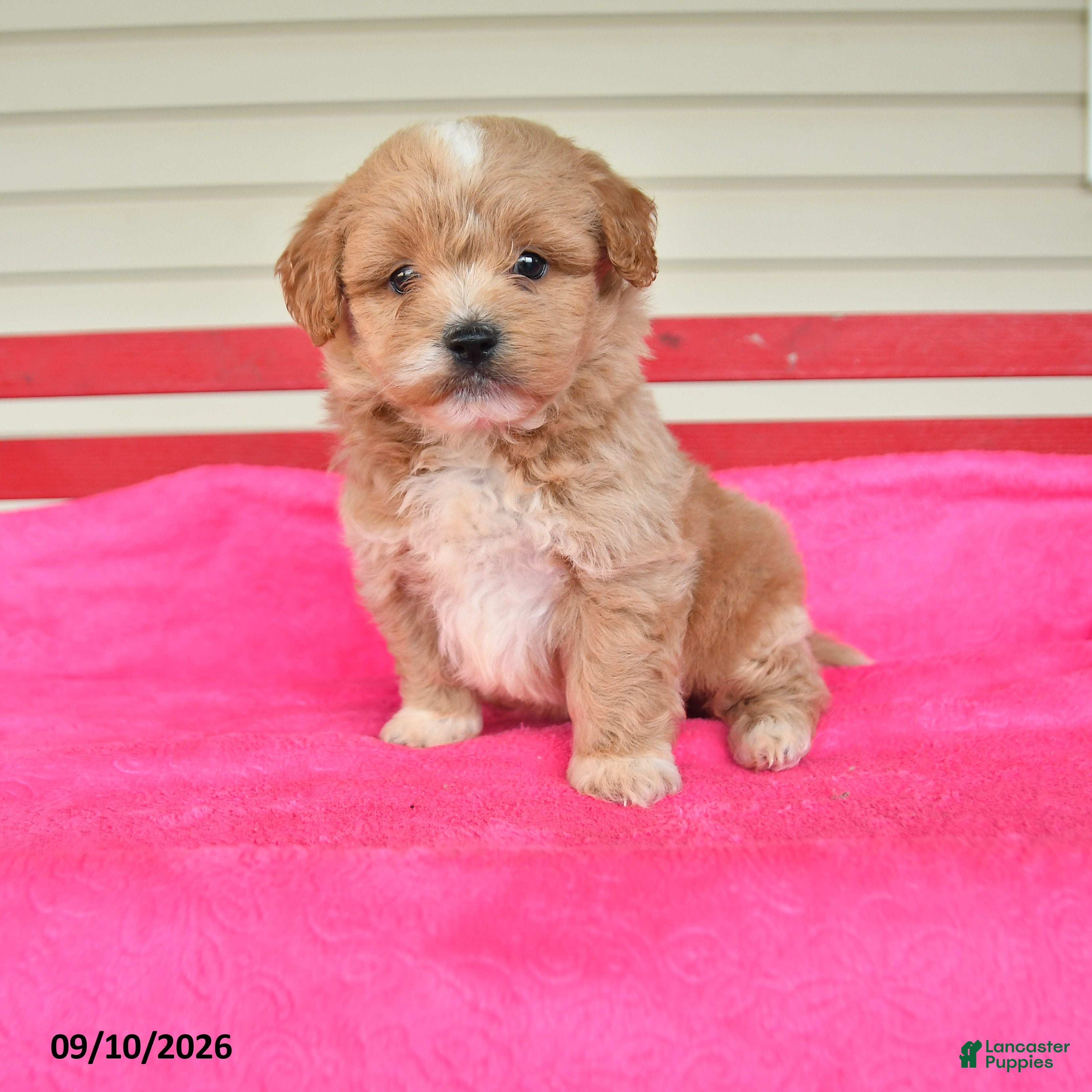 Shihpoo dogs for sale: Ronny - Ad 2
