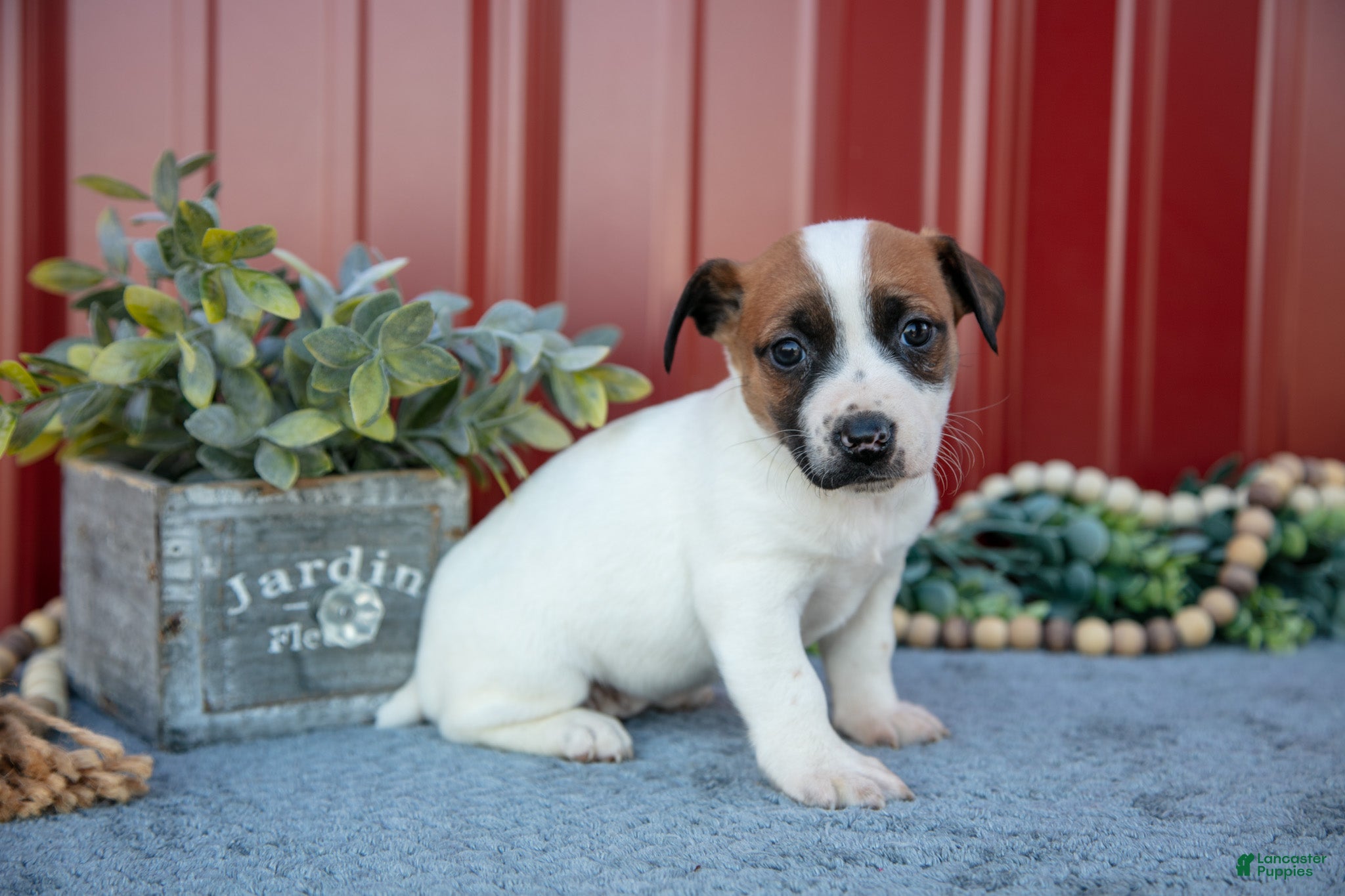 Jack Russell Terrier dogs Gia - Ad 32