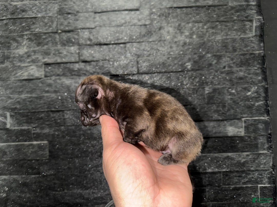 French Bulldog dogs for sale: Reeses  - Ad 4