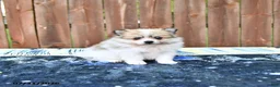 Pomeranian dogs for sale: Caramel - Ad 2