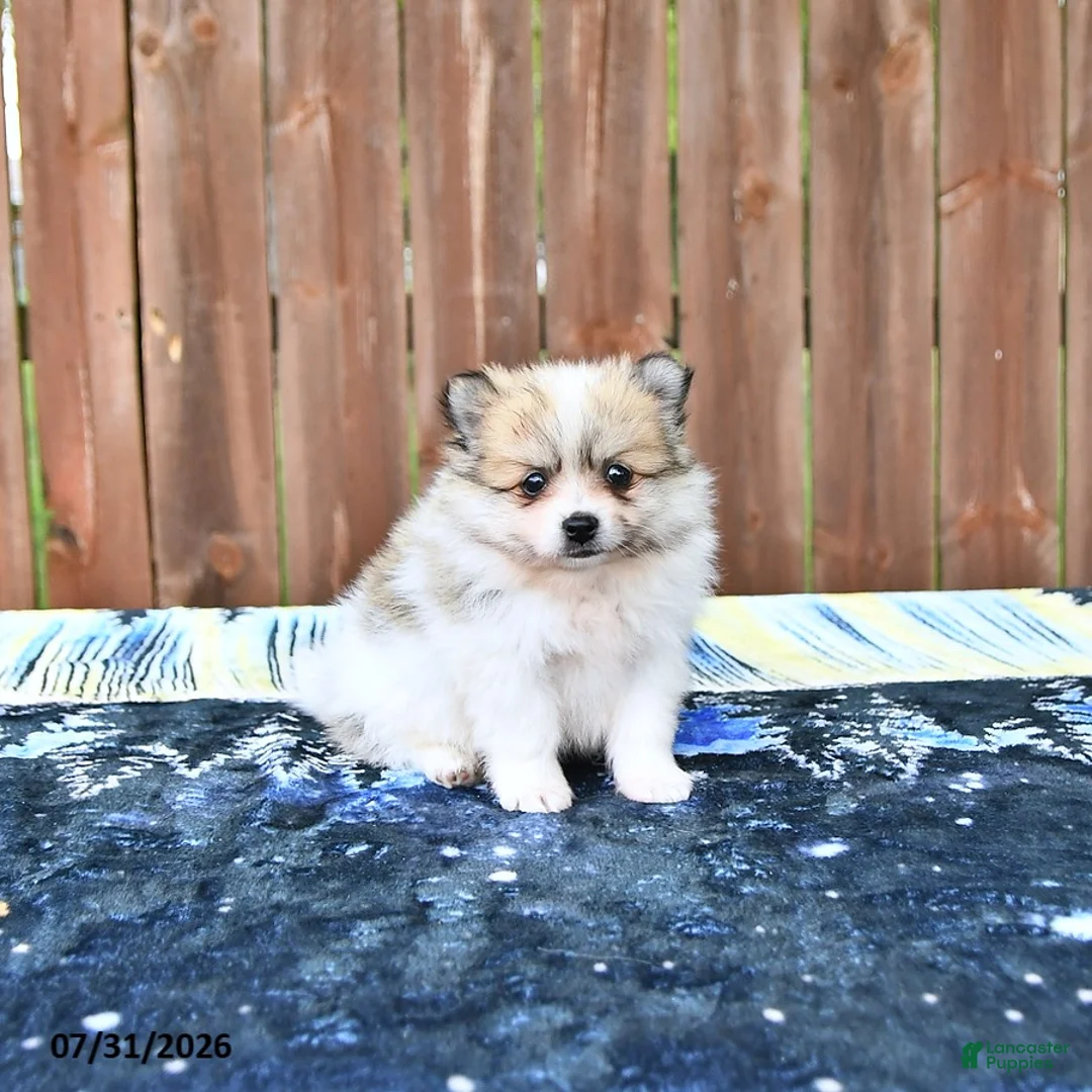 Pomeranian dogs for sale: Caramel - Ad 2