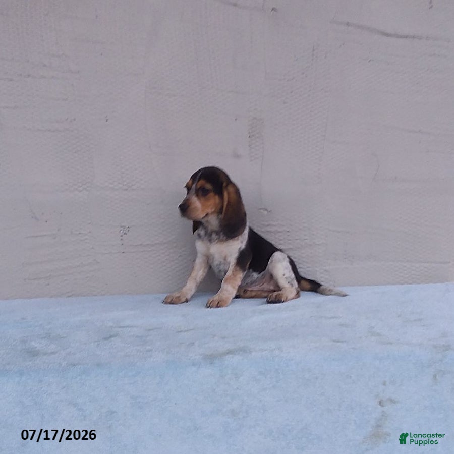 Beagle dogs Bella - Ad 2