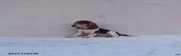 Beagle dogs for sale: Bella - Ad 2