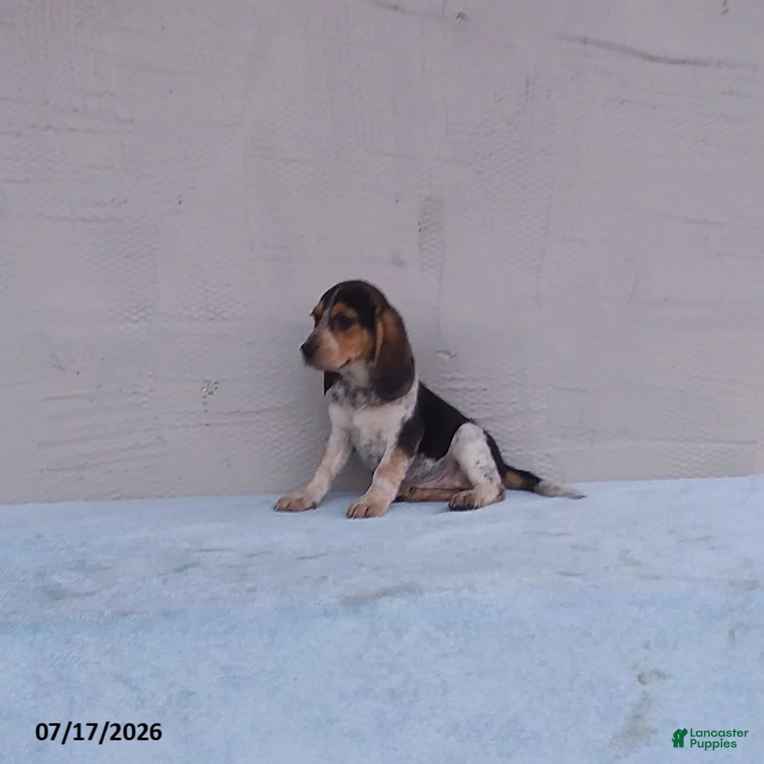 Beagle dogs for sale: Bella - Ad 2