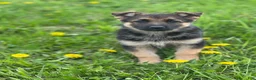 German Shepherd dogs for sale: Lemon - Ad 3