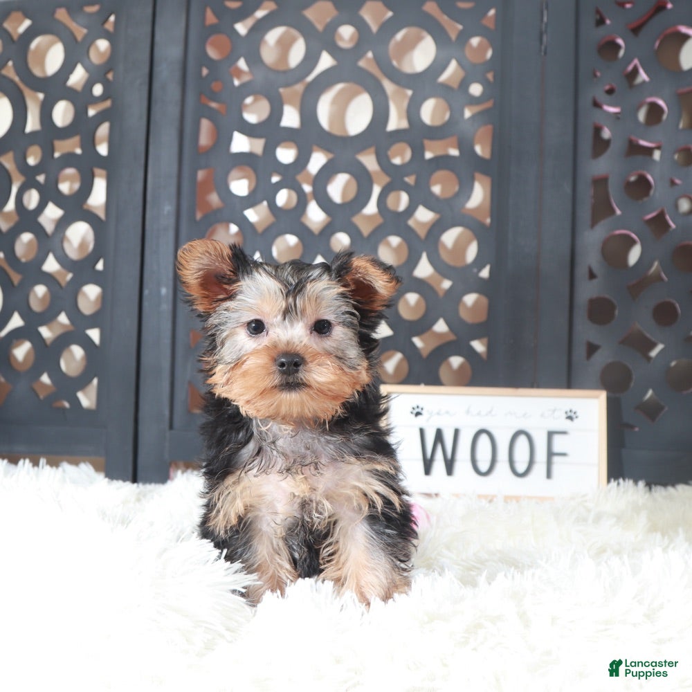 Yorkshire Terrier dogs Bonnie Gorgeous Toy Yorkie - Ad 12