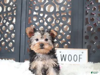 Yorkshire Terrier dogs Bonnie Gorgeous Toy Yorkie - Ad 20