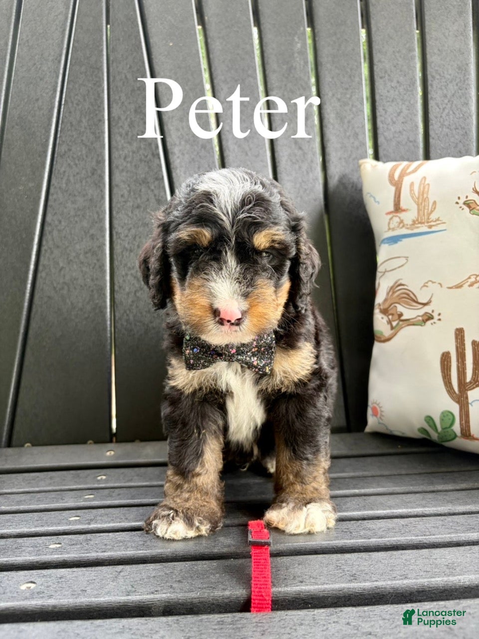 Bernedoodle dogs Peter - Ad 2