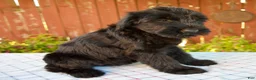 Giant Schnauzer dogs for sale: Olivia - Ad 5