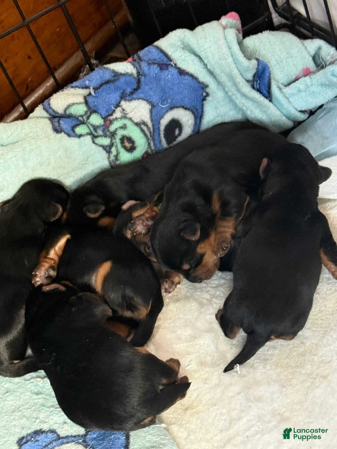 Yorkshire Terrier dogs for sale: Kenya  - Ad 2