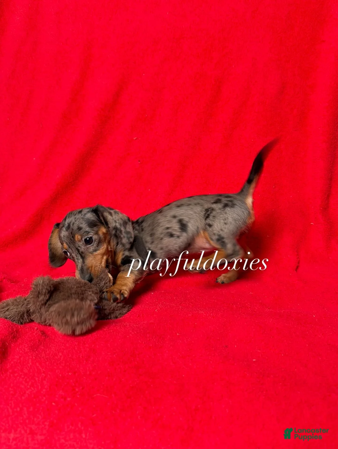 Miniature Dachshund dogs for sale: AKC dapple girl  - Ad 7