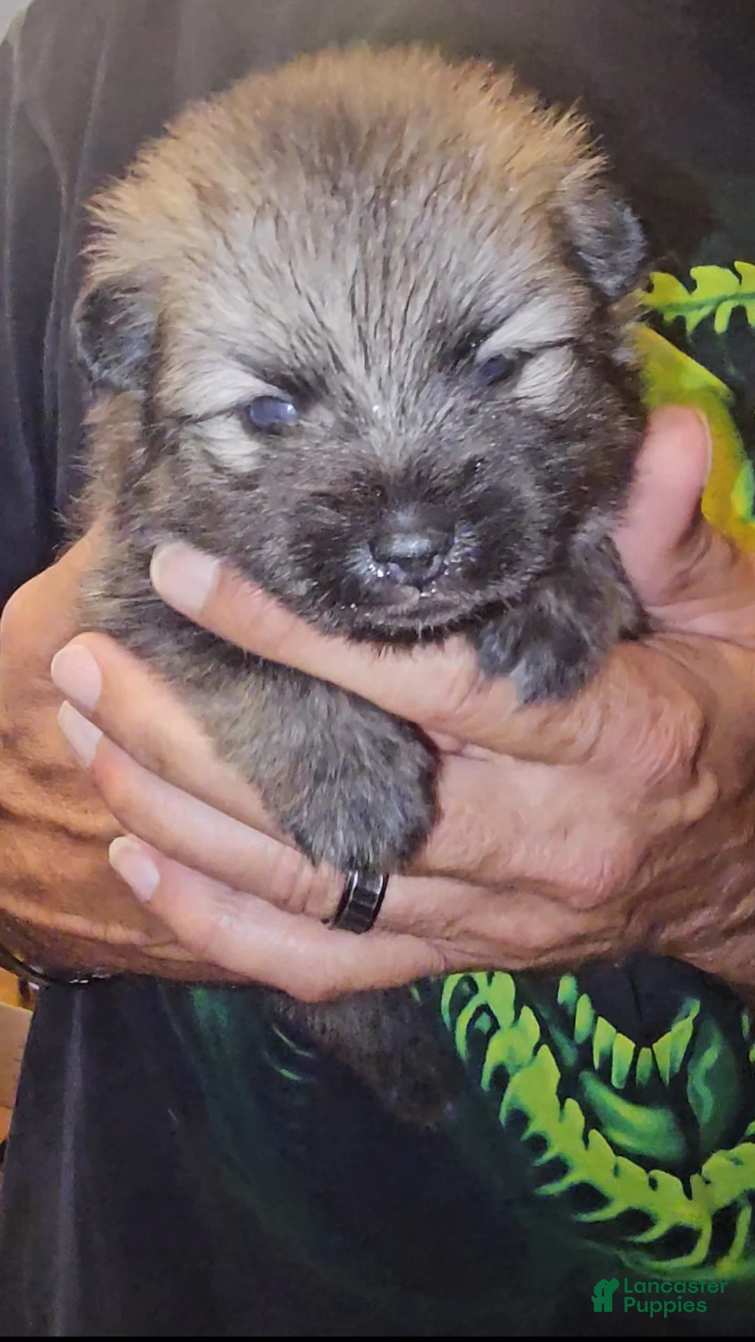 Pomeranian dogs for sale: Tank - Ad 2
