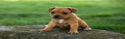 Staffordshire Bull Terrier dogs for sale: Marley 🌸🐾 - Ad 3