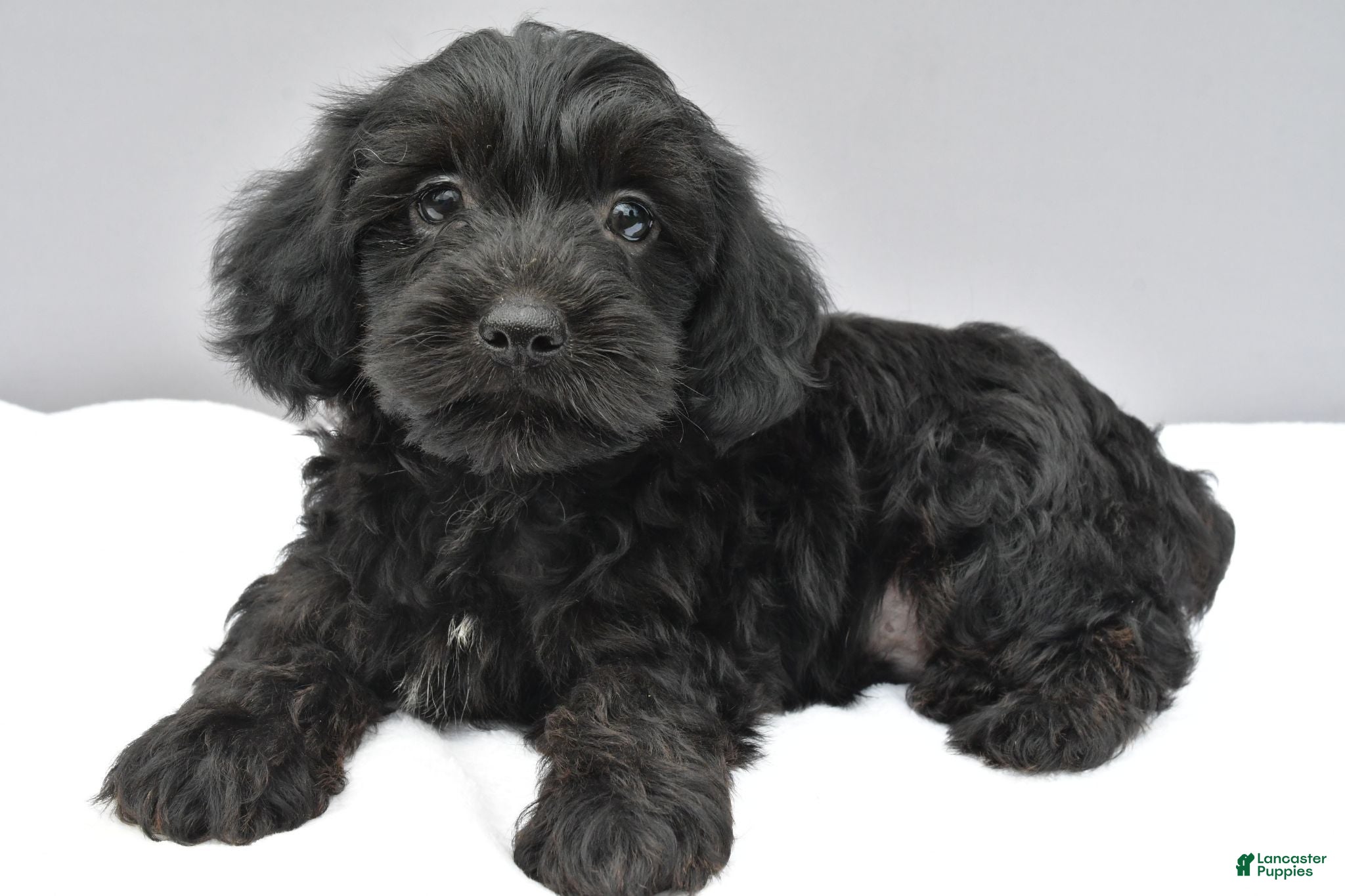 Yorkiepoo dogs Smokey - Ad 1
