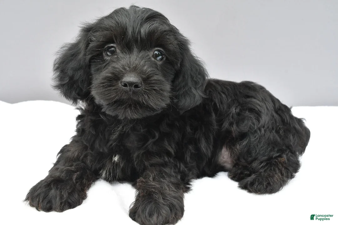 Yorkiepoo dogs for sale: Smokey - Ad 1
