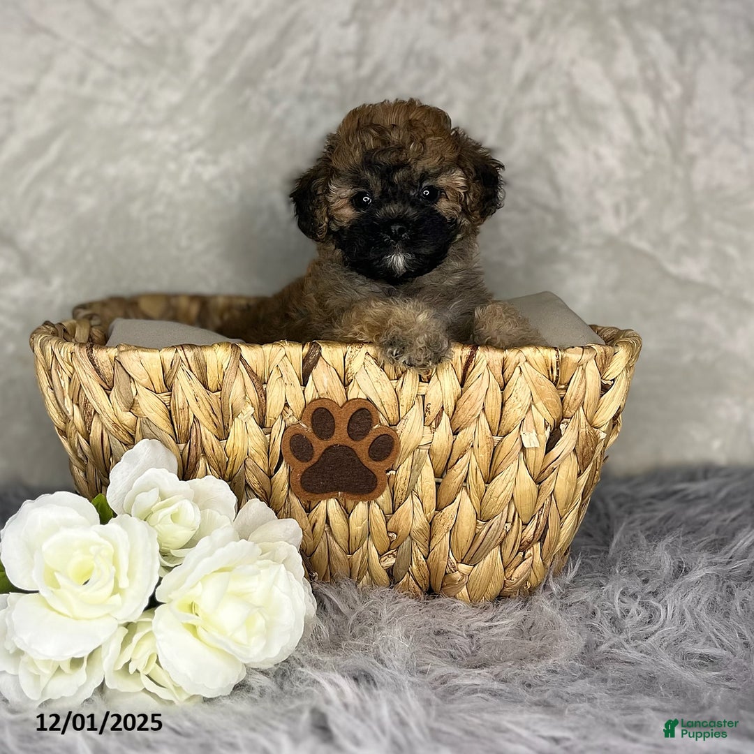 Shihpoo dogs for sale: Emma - Ad 4