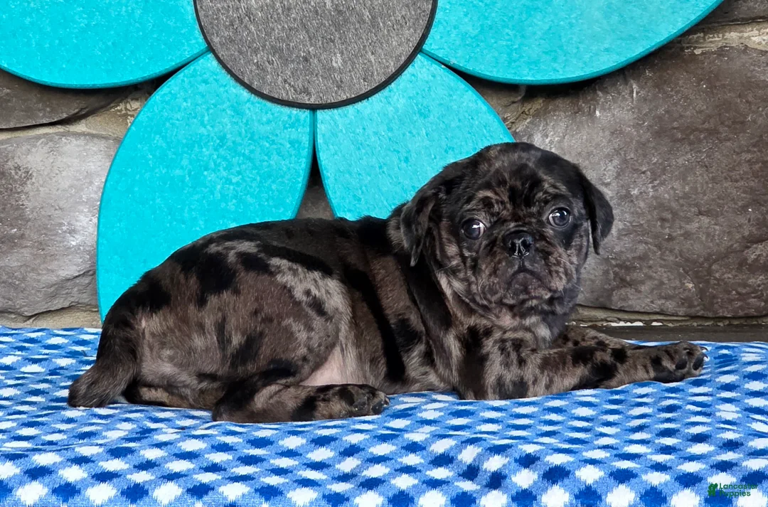 Pug dogs for sale: Bonnie - Ad 1