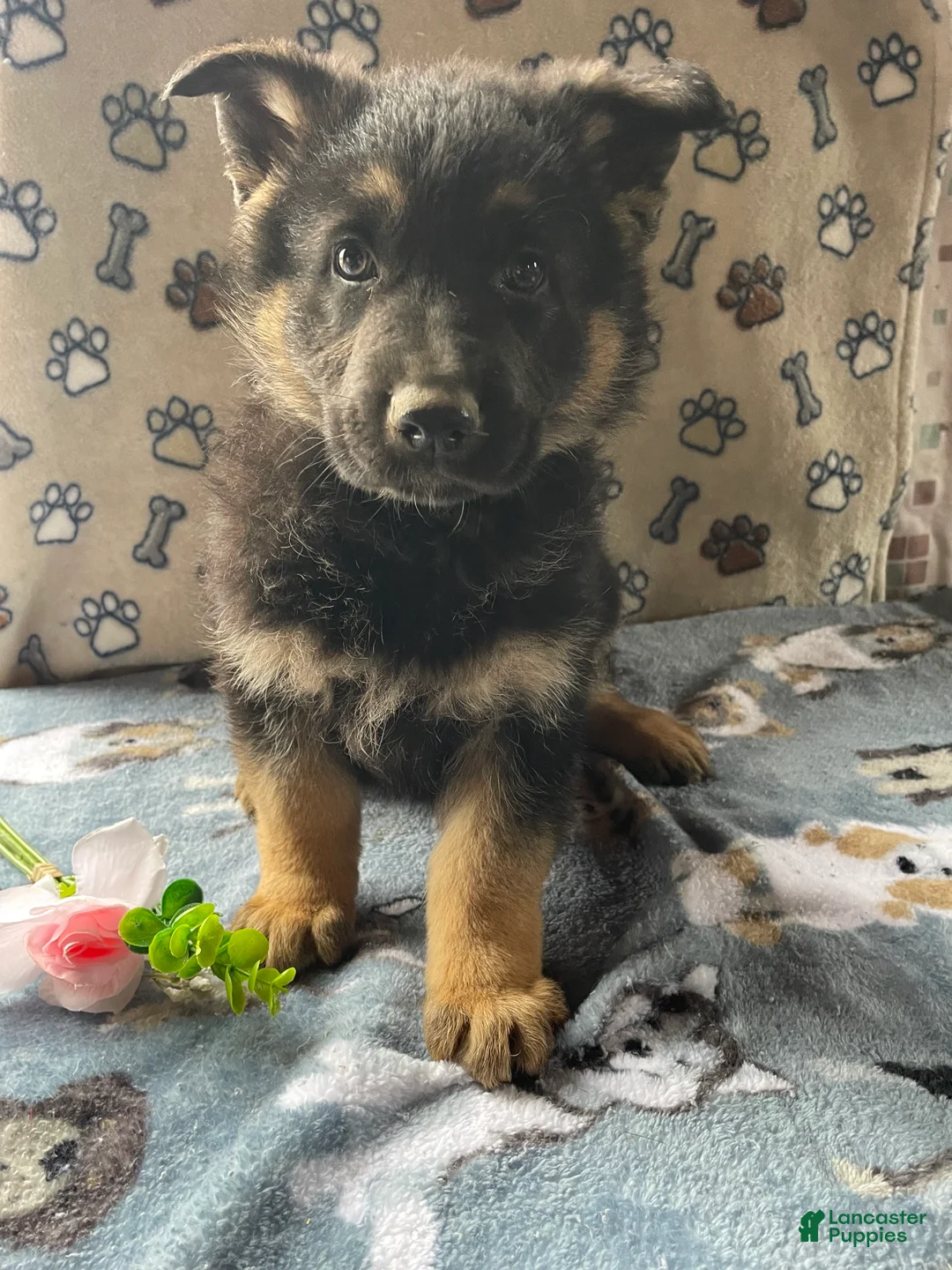 German Shepherd dogs for sale: Petey - Ad 1