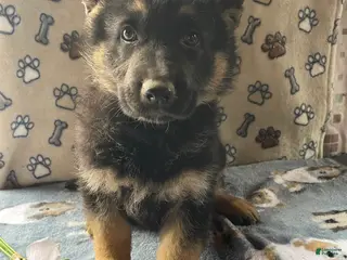 German Shepherd dogs Petey - Ad 13