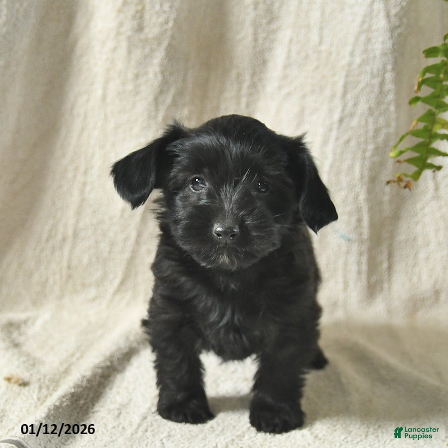 Mixed Breed dogs for sale: Wonka  - Ad 2