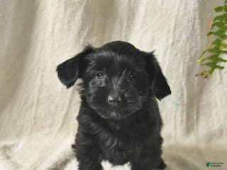 Mixed Breed dogs for sale: Wonka - Ad 2