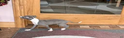 Italian Greyhound dogs for sale: Jerry - Ad 4