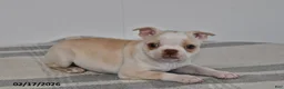 Boston Terrier dogs for sale: Riley - Ad 2