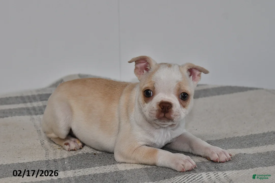 Boston Terrier dogs for sale: Riley - Ad 2