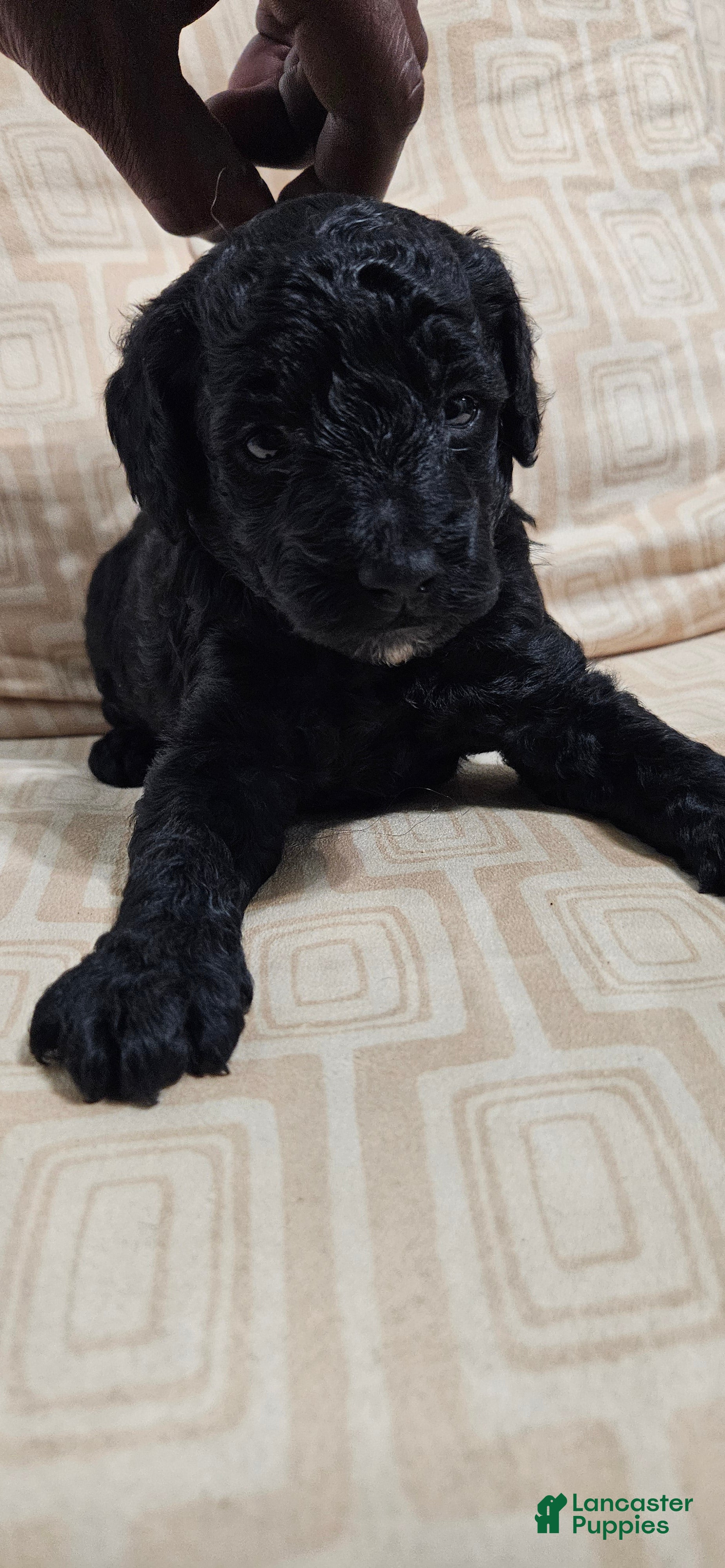 Miniature Poodle dogs for sale: Miniature Poodle 1 - Ad 4