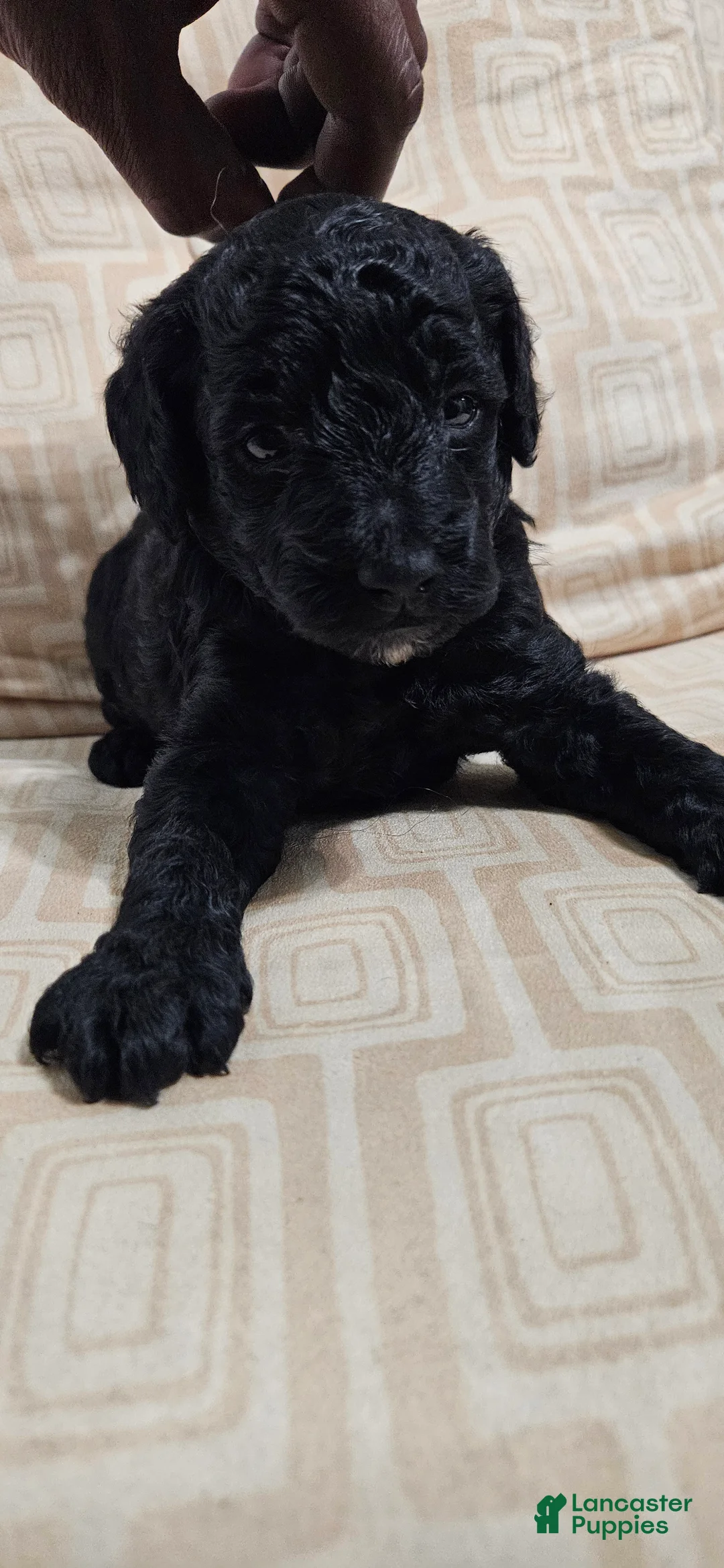 Miniature Poodle dogs for sale: Miniature Poodle 1 - Ad 1