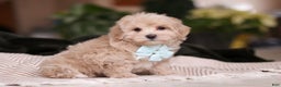Maltipoo dogs for sale: Kyle - Ad 5