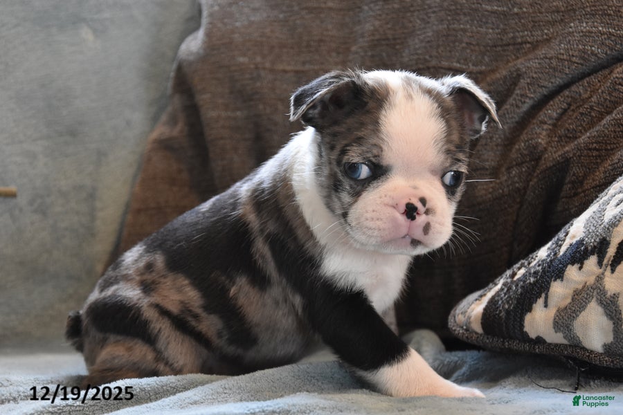 Boston Terrier dogs Turner - Ad 10