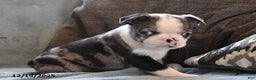 Boston Terrier dogs for sale: Turner - Ad 1