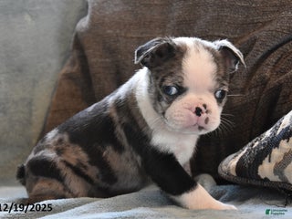 Boston Terrier dogs Turner - Ad 9