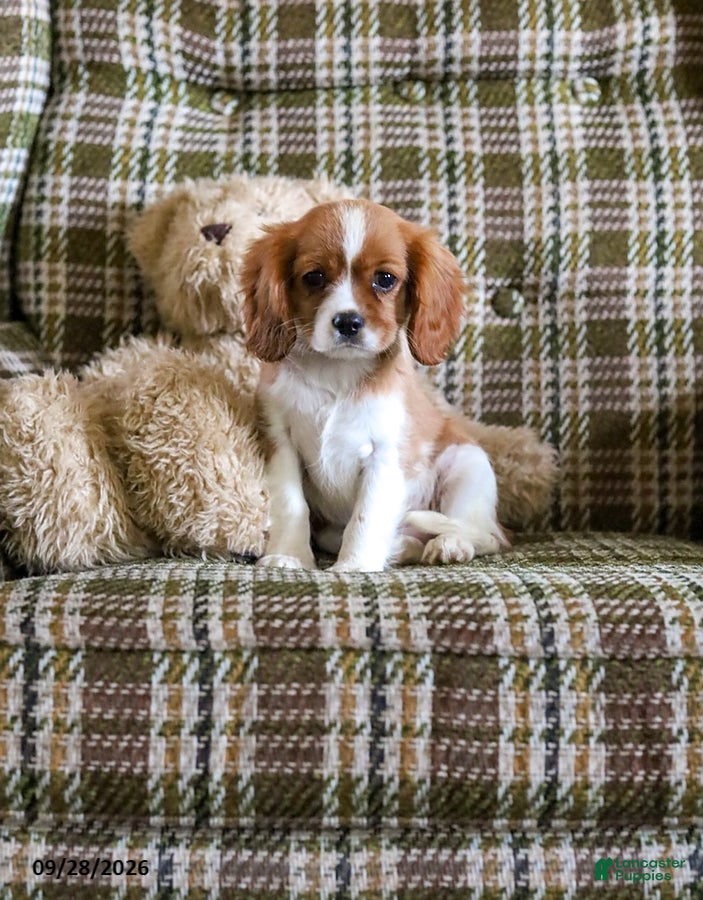 Cavalier King Charles Spaniel dogs for sale: Lilly - Ad 1