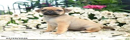 Jug dogs for sale: Suzy - Ad 3