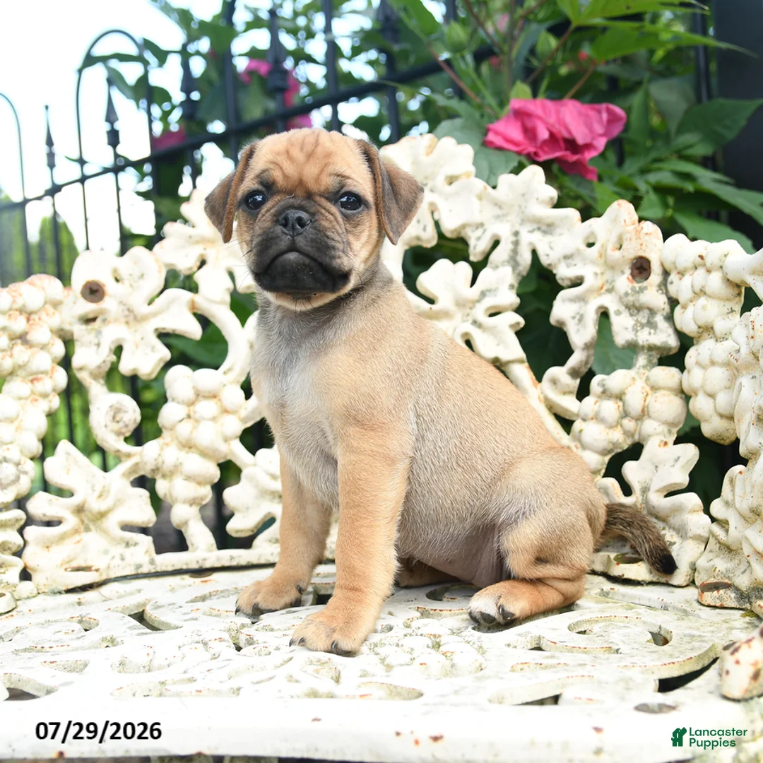 Jug dogs for sale: Suzy - Ad 3