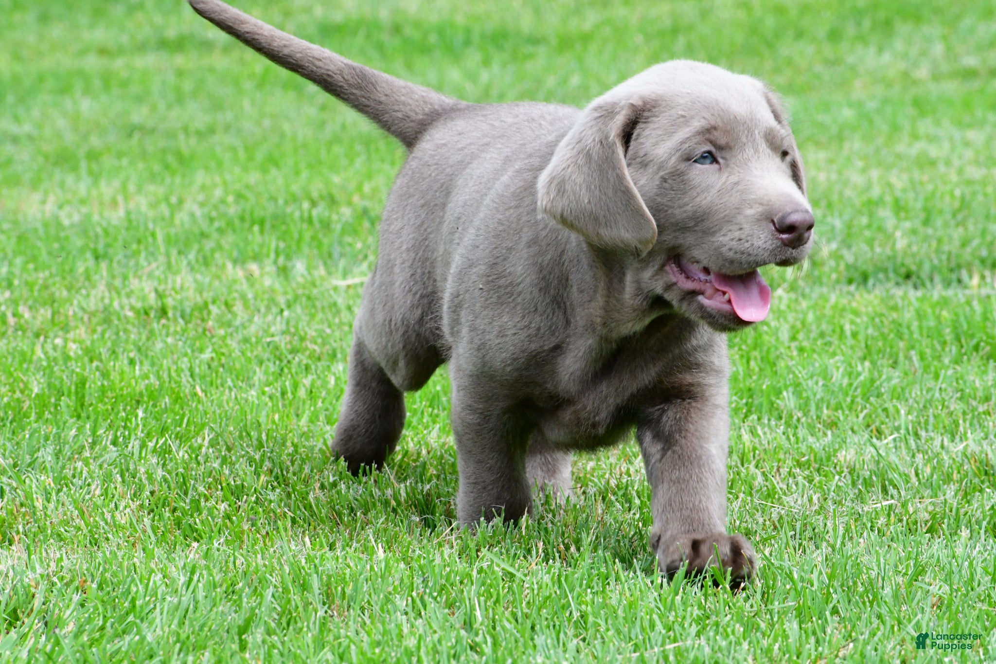 Labrador Retriever dogs Bobo - Ad 2